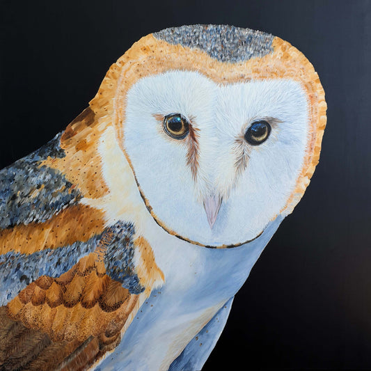 Barn Owl