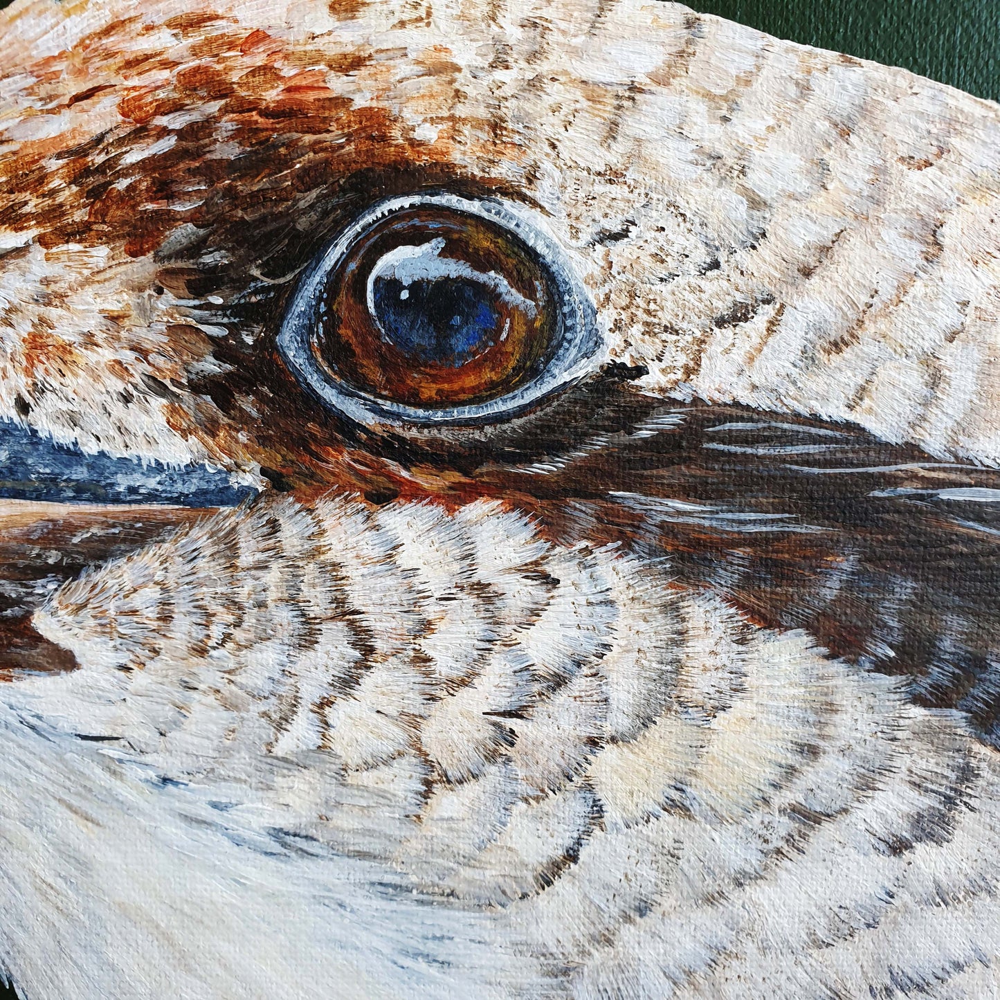 Kookaburra