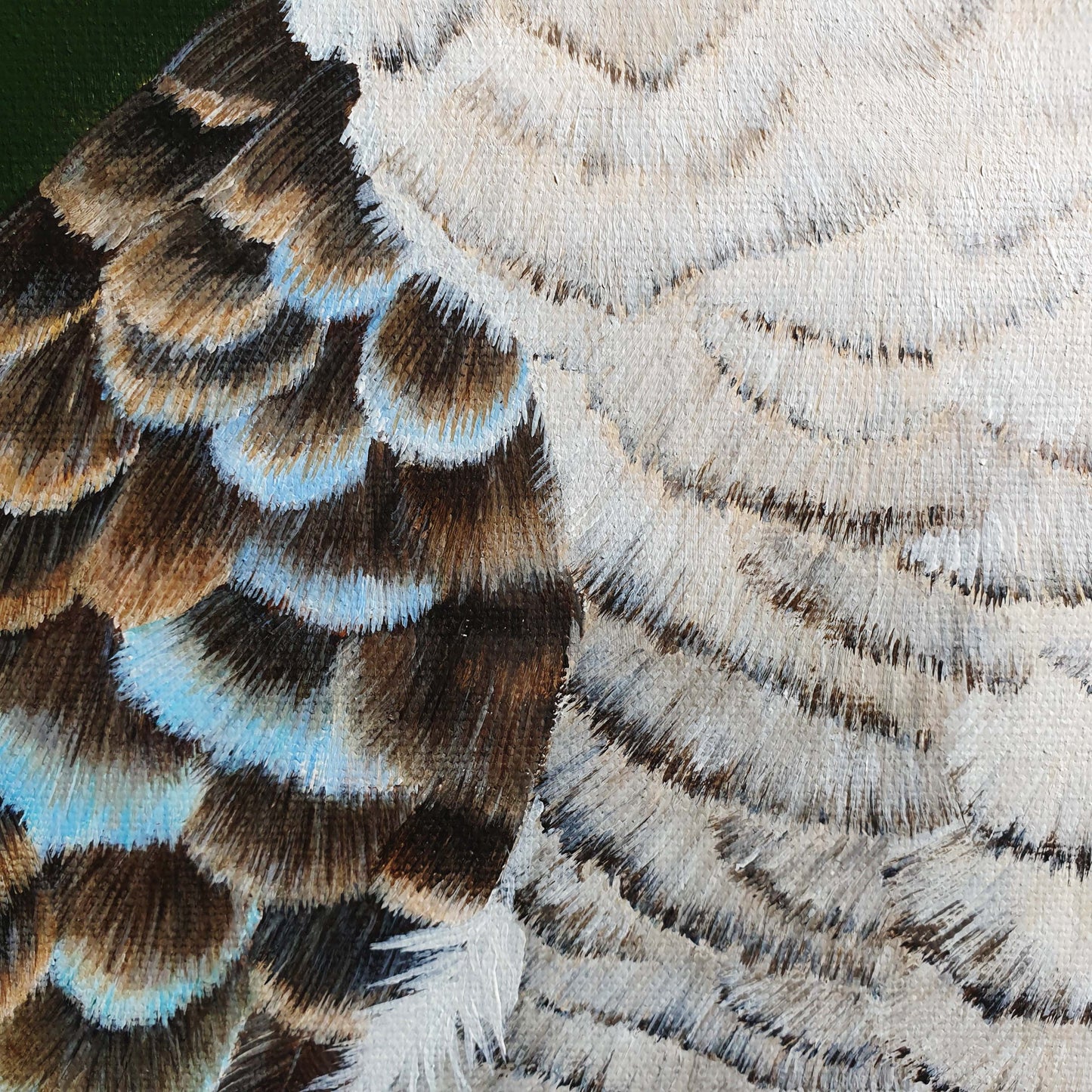 Kookaburra