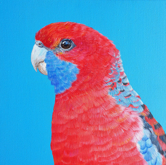 Crimson Rosella "Woodstock"