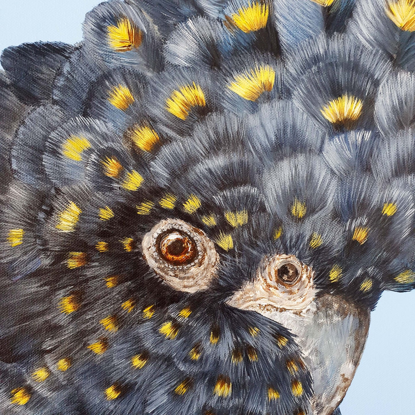 Black cockatoo