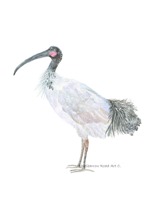 IBIS AKA BIN CHICKEN NURSERY PRINT