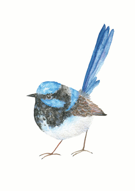 Blue Fairywren watercolour print