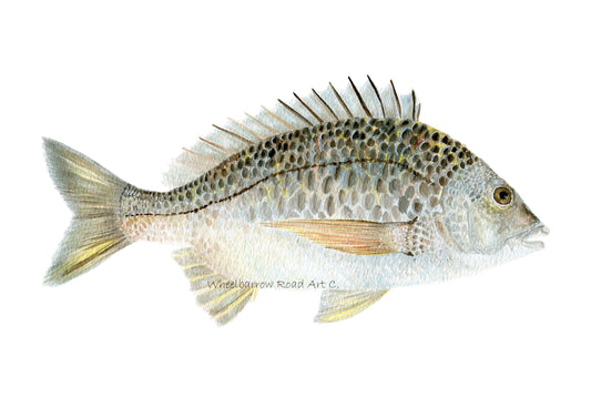 Bream