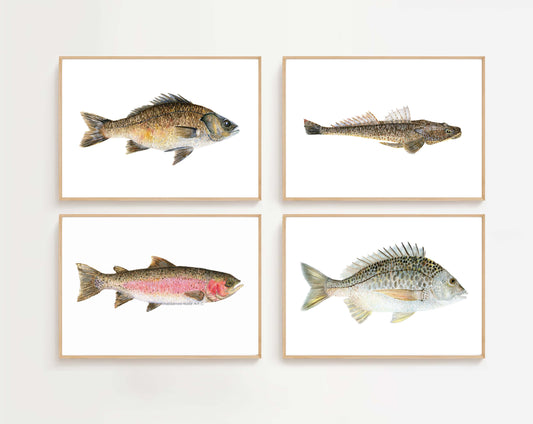 Australian Fish Prints