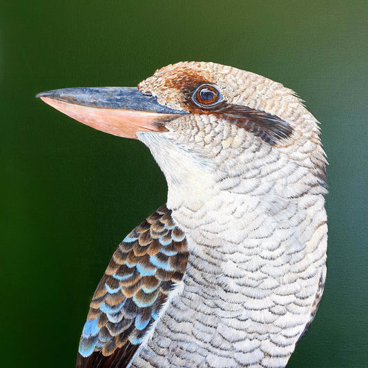 Kookaburra