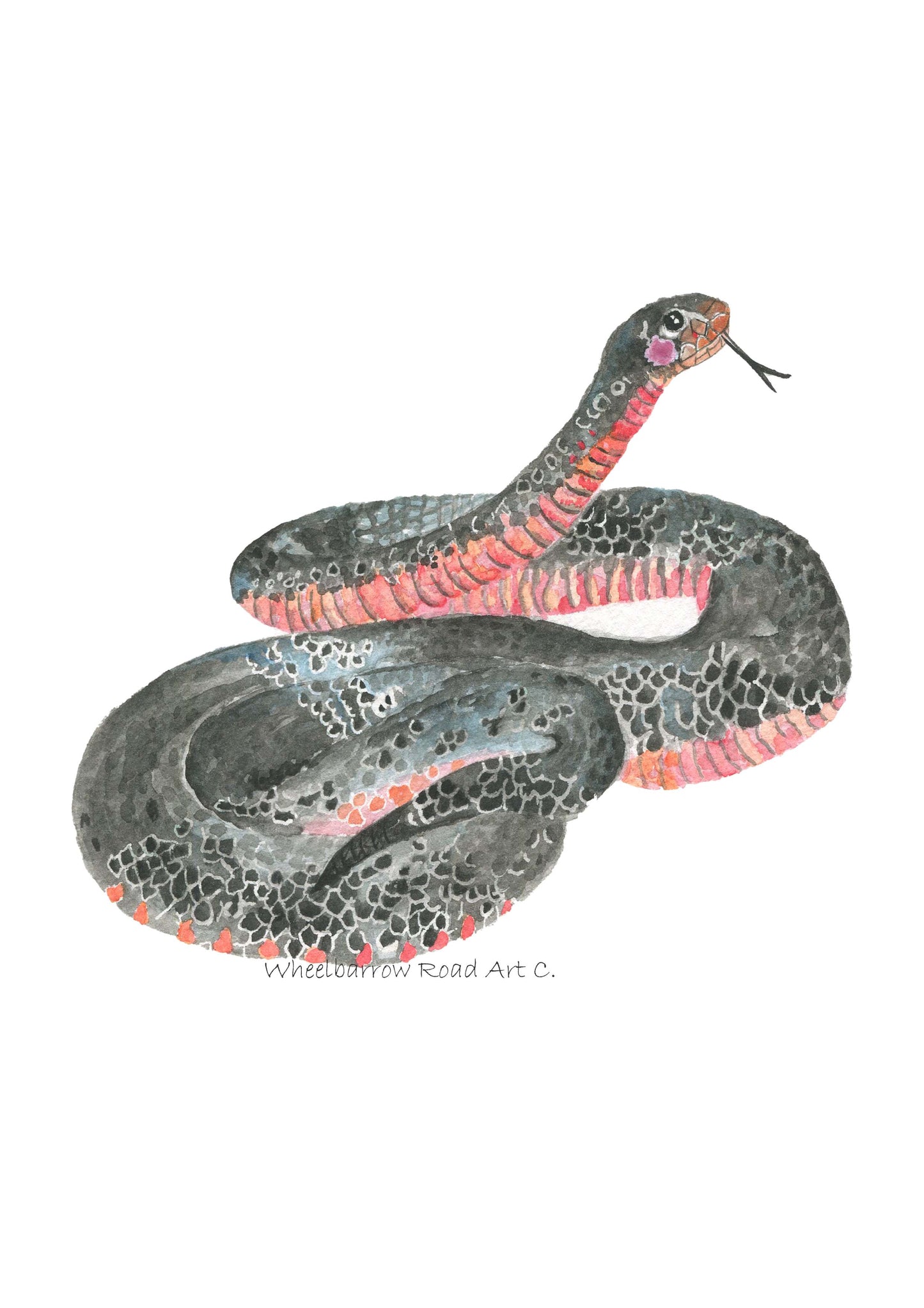 RED BELLY BLACK SNAKE NURSERY PRINT