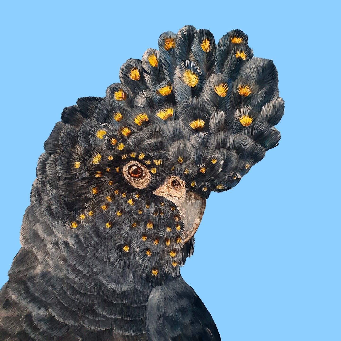 Black cockatoo