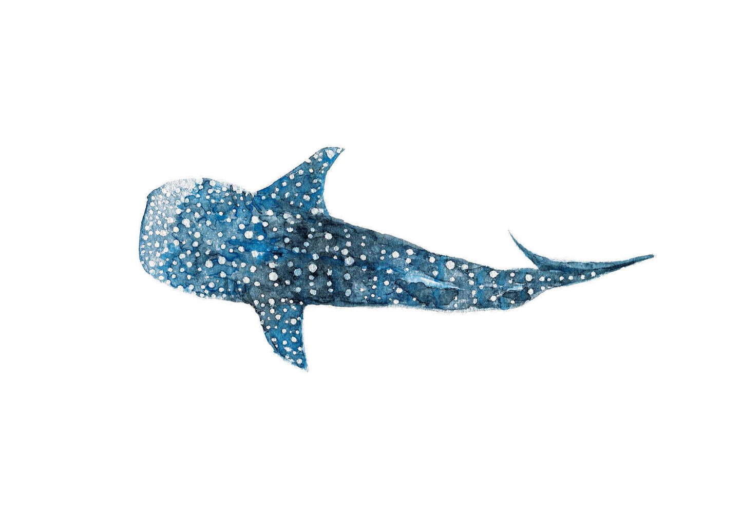 Whale Shark