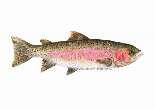 Rainbow Trout