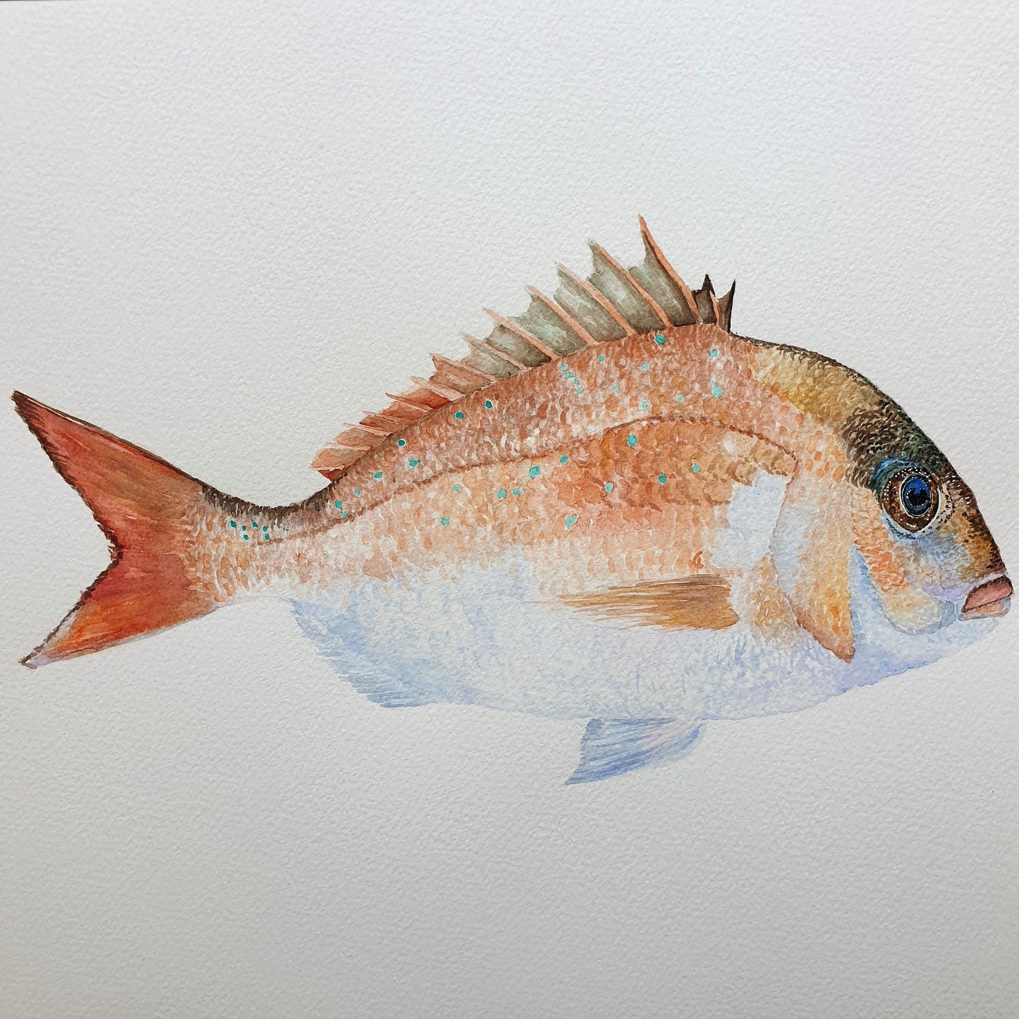 Snapper